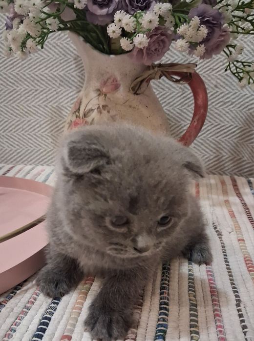 Шотландські кошенята