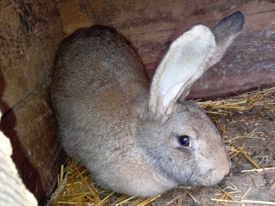 Samica młoda , ładna, duża, 8 miesiecy