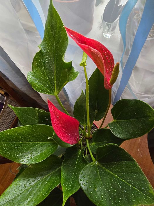 Антурiуми укорiненнi, шикарнi!