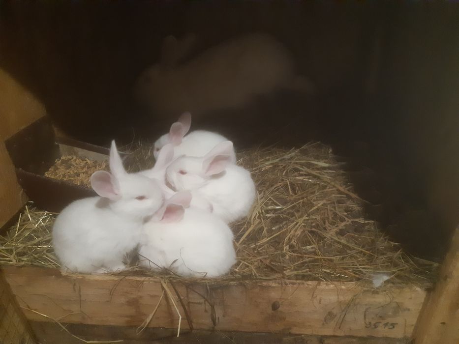 Termondzkie białe wysyłka