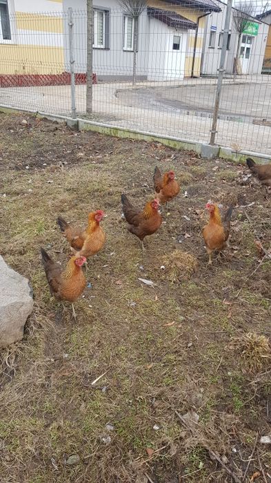 Jaja lęgowe od Zielononóżki