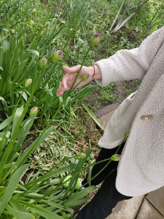 Аліум Декоративний часник чеснок