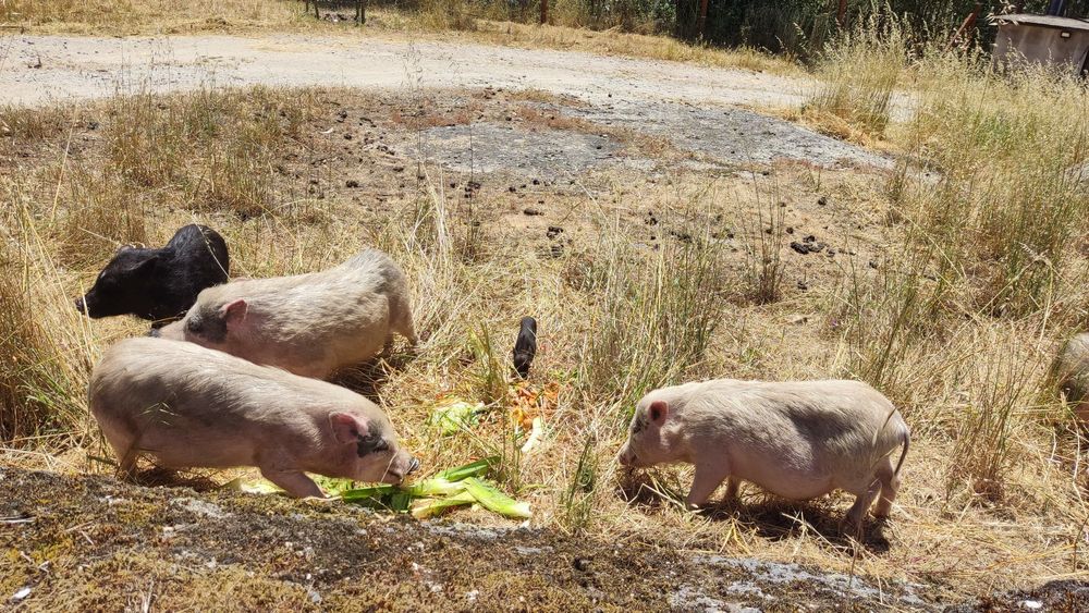 Porcos anões várias idades
