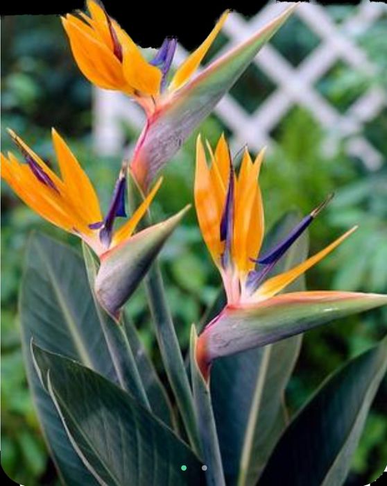 Стреліція "райска птаха"