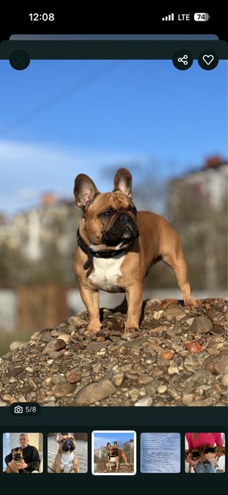 Продам  Французькі бульдоги .