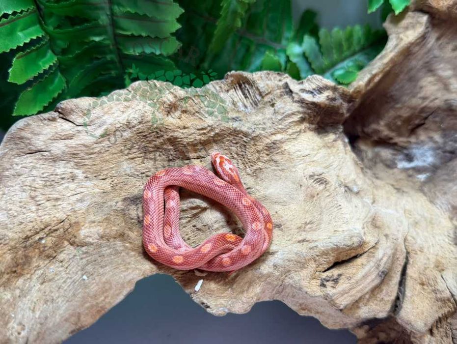 Wąż zbożowy węże zbożowe Szczecin