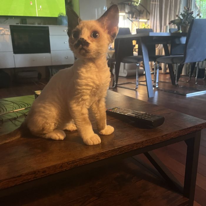 Dyzio - bajbardziej upierdliwy i miziasty kocurek z  Devon Rex