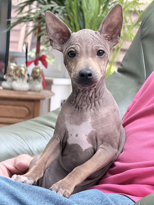 Amerykański Terrier Bezwłosy / NIE Chiński Grzywacz / Nagi Pies - ZKwP