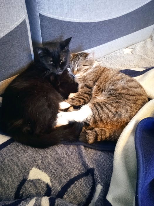 Zaginęła kotka Lena