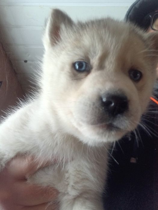 Syberian husky 8tyg