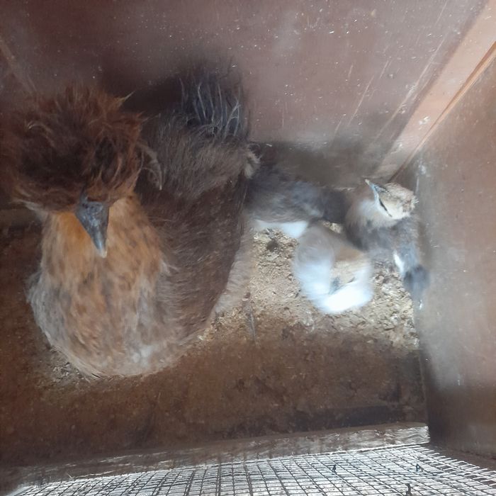 Casal de Sedosas do Japão .+4filhotes