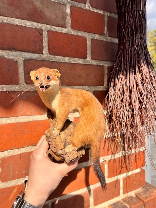 Preparat kuny – naturalna taxidermia – dekoracja vintage