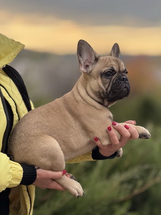 Неймовірна дівчинка з родовідом КСУ