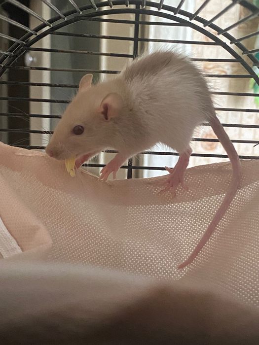 Пацюки декоративні