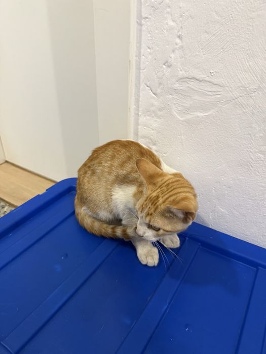 Gatos para adoção responsável
