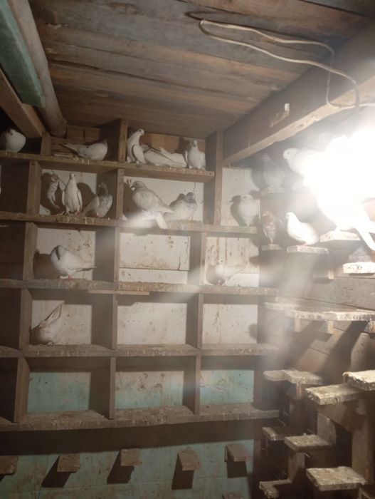 Golebie jasne i budapeszty