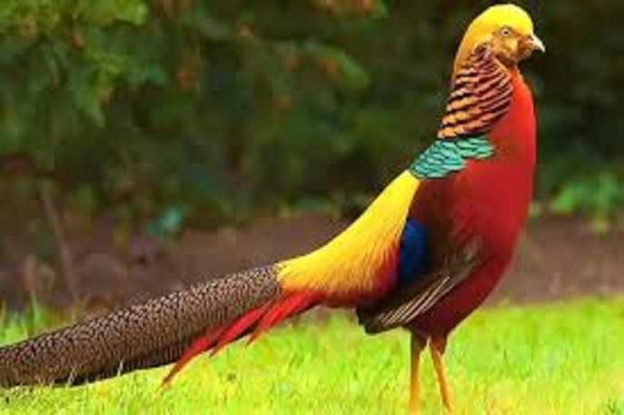 Продам декоративних фазанів