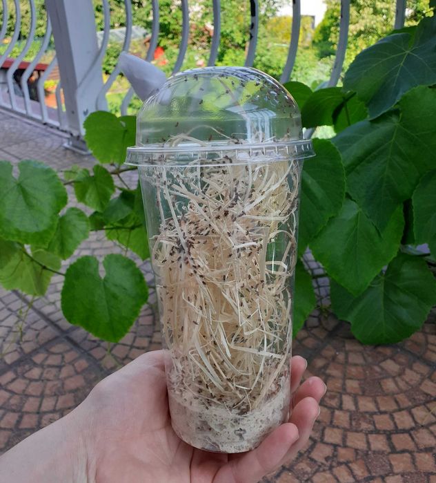 3 pojemniki muszki nieloty Drosophila melanogaster + heatpack