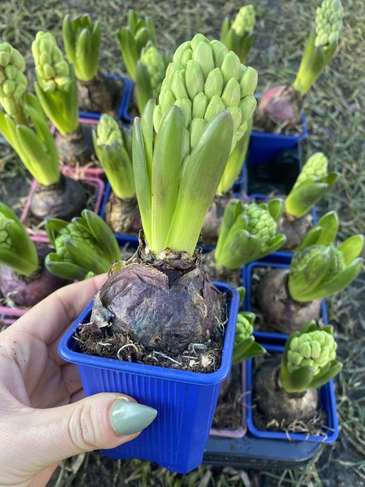 Опт та роздріб Гіацинт , нарцис , каланхое