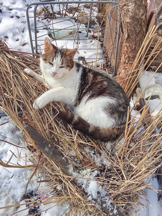 Кошечка в любящие руки от шотландской кошки