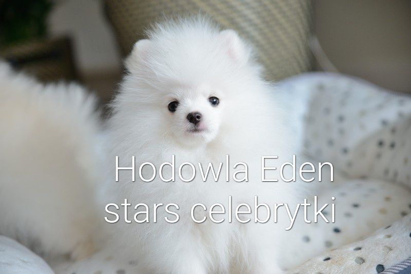 Pomeranian biała sunia