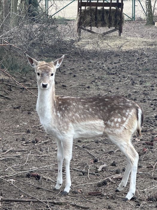 Łania Daniela porcelanka z czerwca 2025