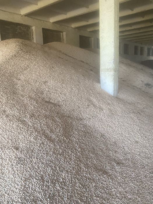 Groch Austonaute po kwalifikacie