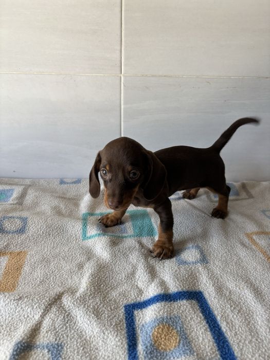 Teckel macho chocokate miniatura