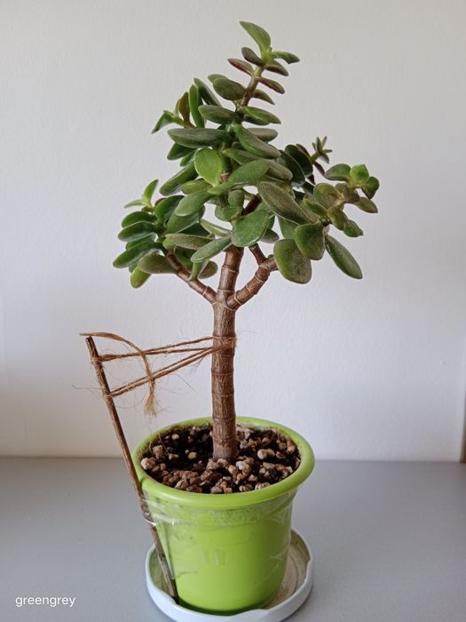 Crassula ovata ‘Minor’