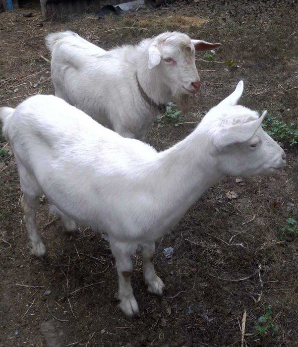 Доглянуті кози і козлик