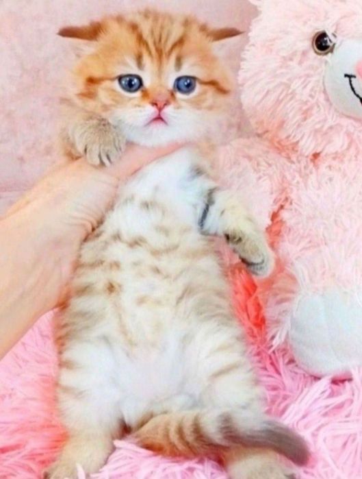 Золотая шиншилла табби, девочка как медвежонок