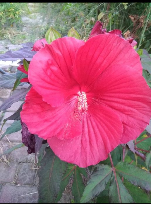 Гібіскус трав'яний