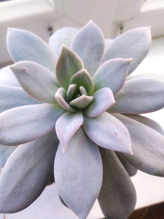 Суккулент Эхеверия