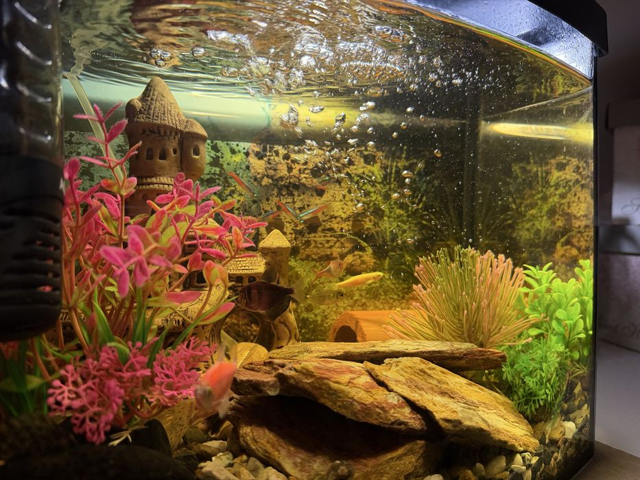 Akwarium kompletne życiem