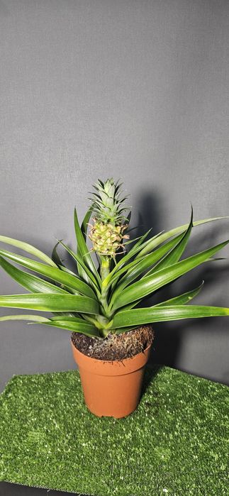 Продам мухоловку ,лимон ,мандарин,ананас,розу,каланхое ,рождественник