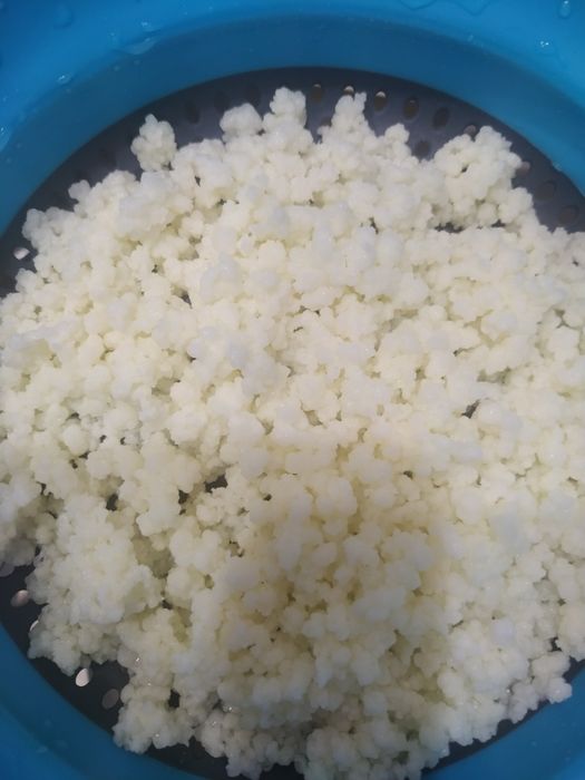 Тибетский молочный гриб