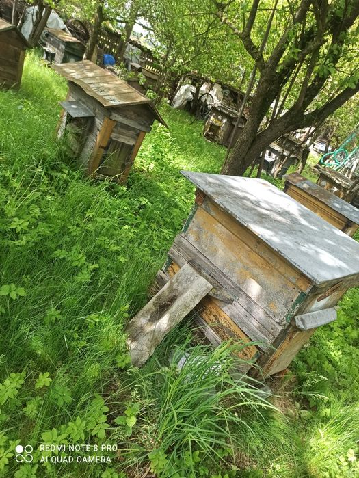 Sprzedam ule warszawskie