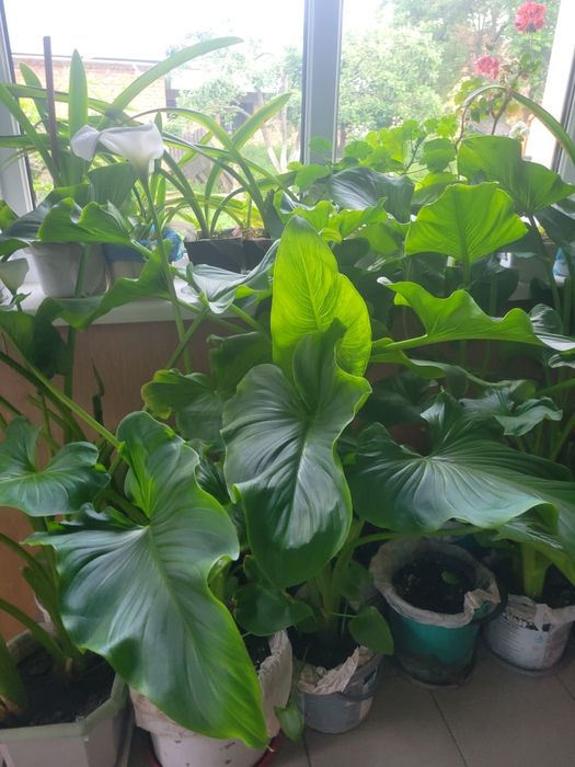 Цибулини білої калли