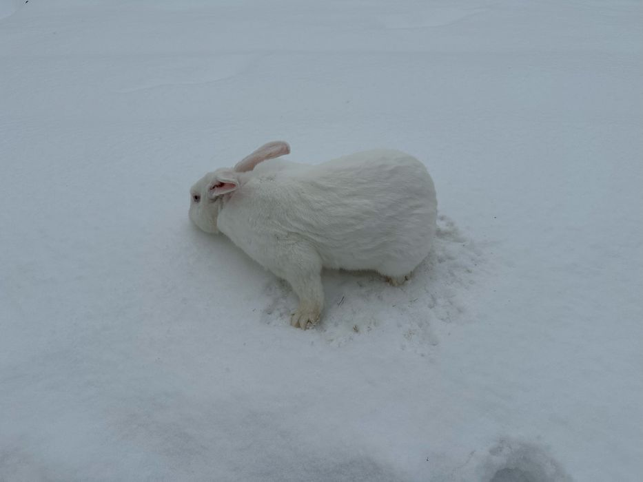 Білий термонський кріль