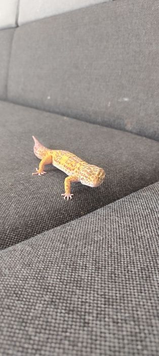 Gekon lamparci szybki
