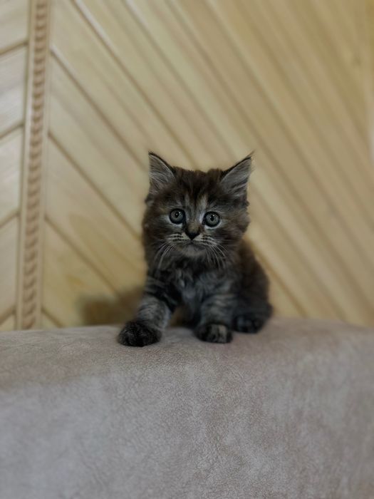 Продам котеня (дівчинку ) шотландське