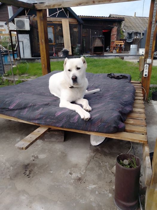 Аллабай вязка , кобель ищет суку