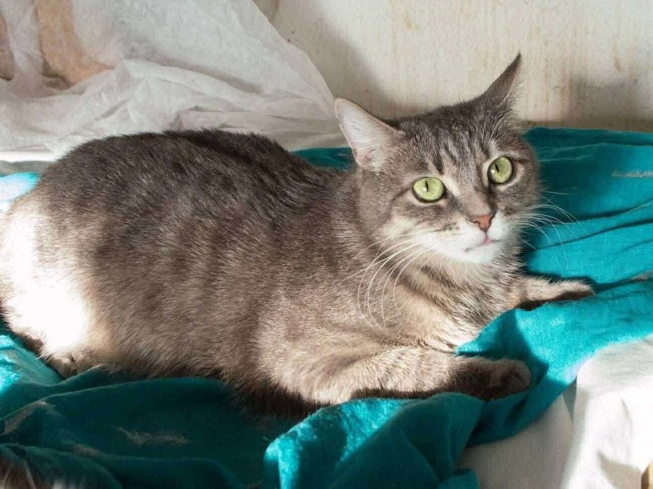 Кішечка стерилізована