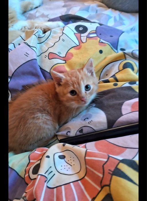 Сонячн рудіі котики