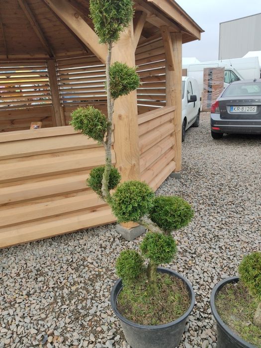 Thuja formowana. bonsai