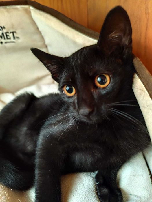 Gata bebé para adoção consciente