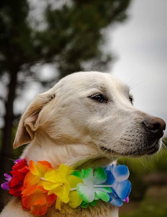 Luna- cadela de porte médio para adoção