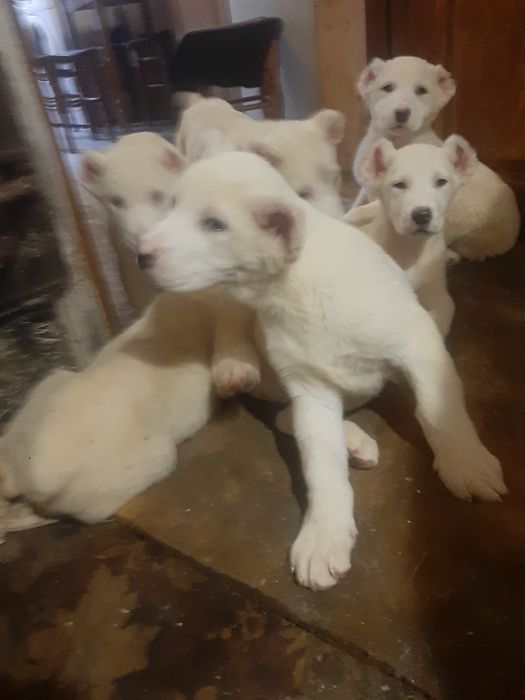 Тато Джоньо.Мама Стела.