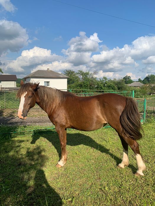 Кобила, 13 років