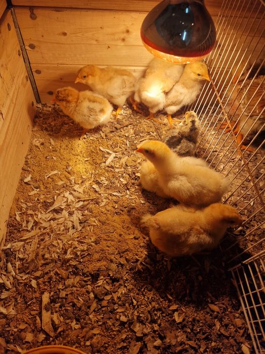 Pintos orpington amarelo